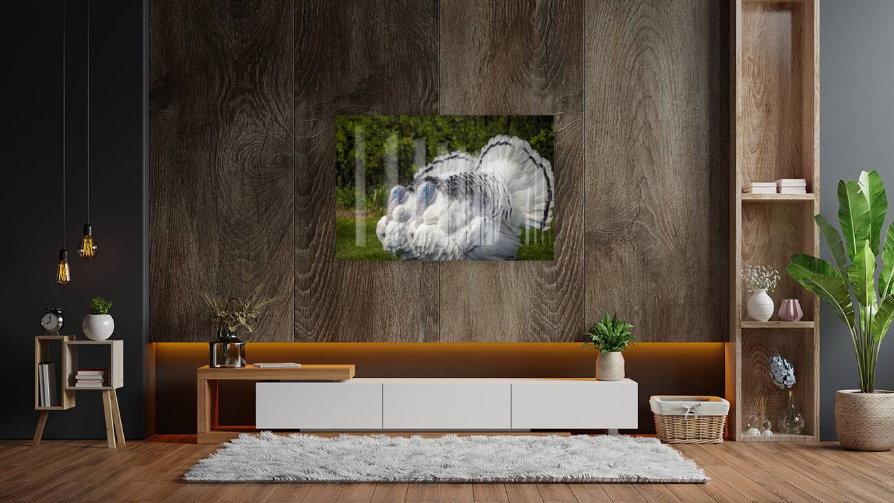 Turkeys Reproduction