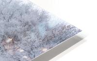 Tree Row in Hoarfrost HD Metal print