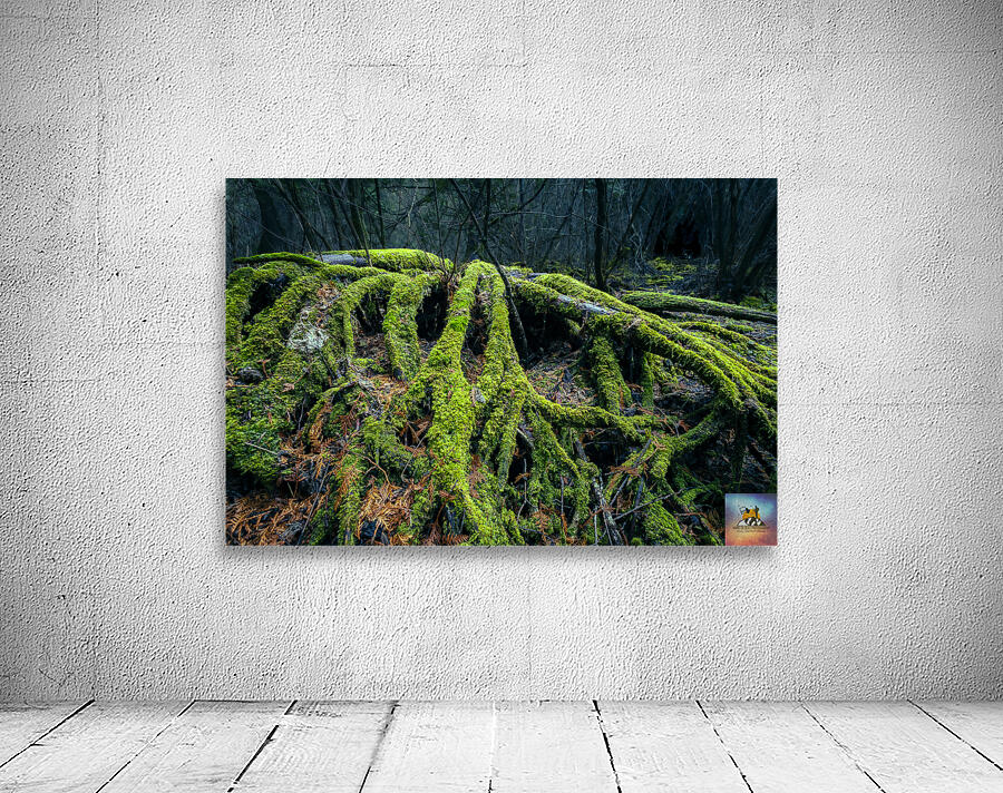 Enchanted Forest Wall Preview