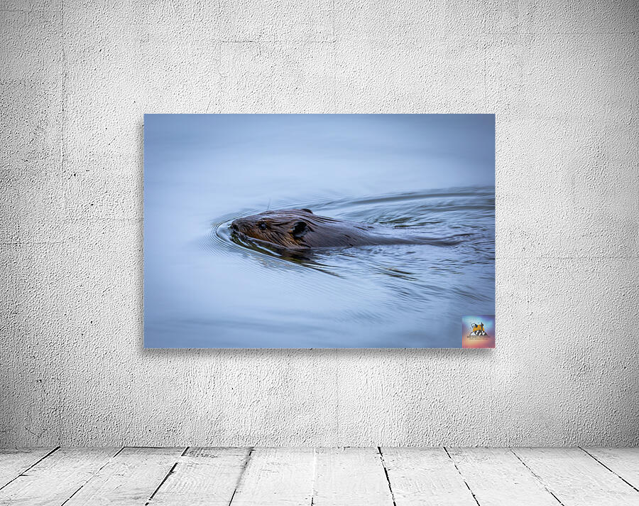 Beaver On still Waters Wall Preview