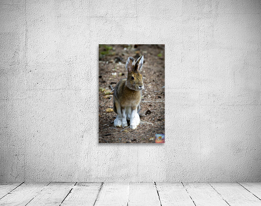 Bunny Wall Preview