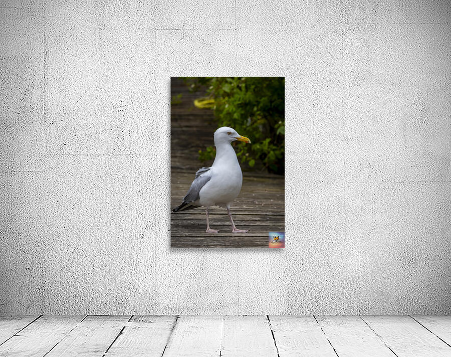 Gull Wall Preview