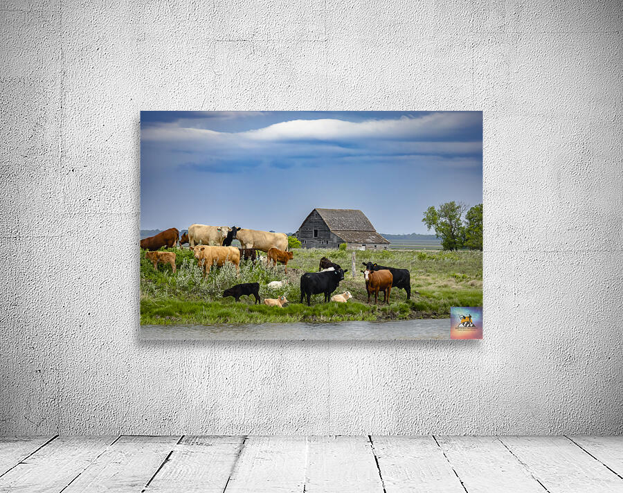 Cattle on a Hill Wall Preview