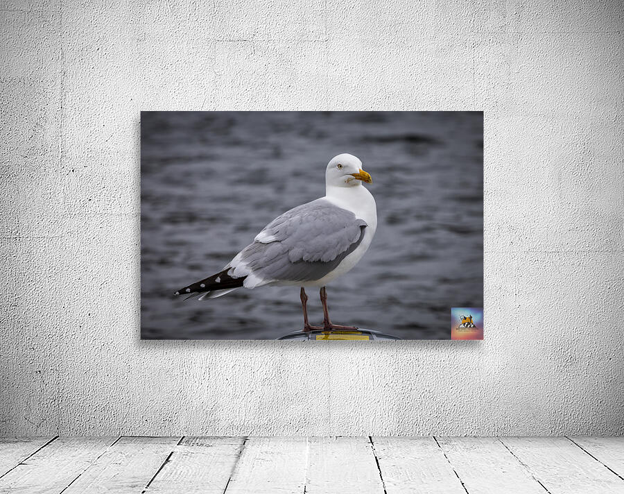 Gull Wall Preview