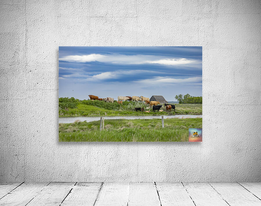 Cattle on a Hill Wall Preview