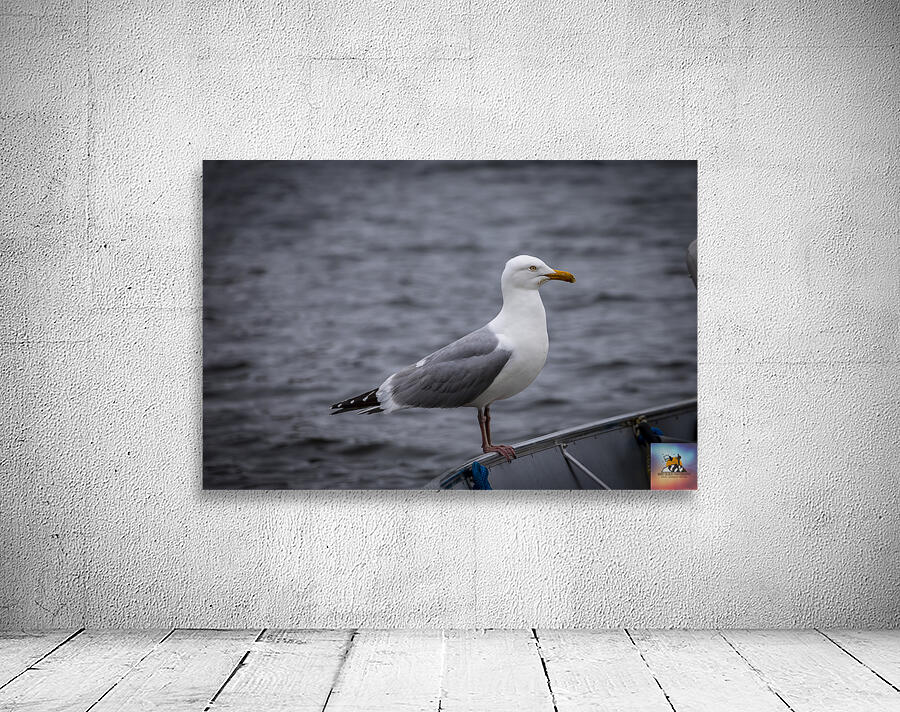 Gull Wall Preview
