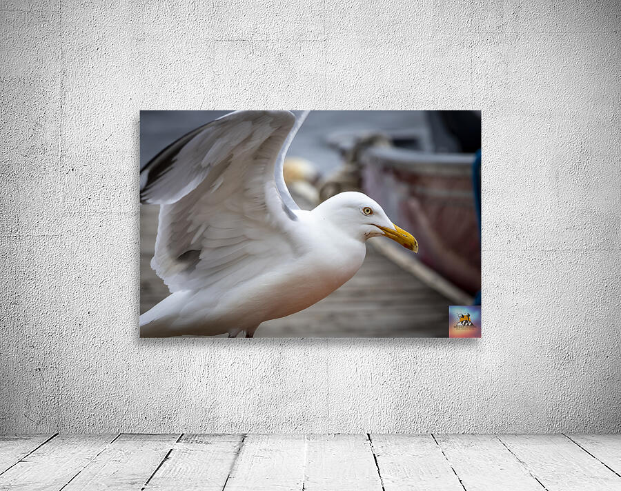 Gull Wall Preview