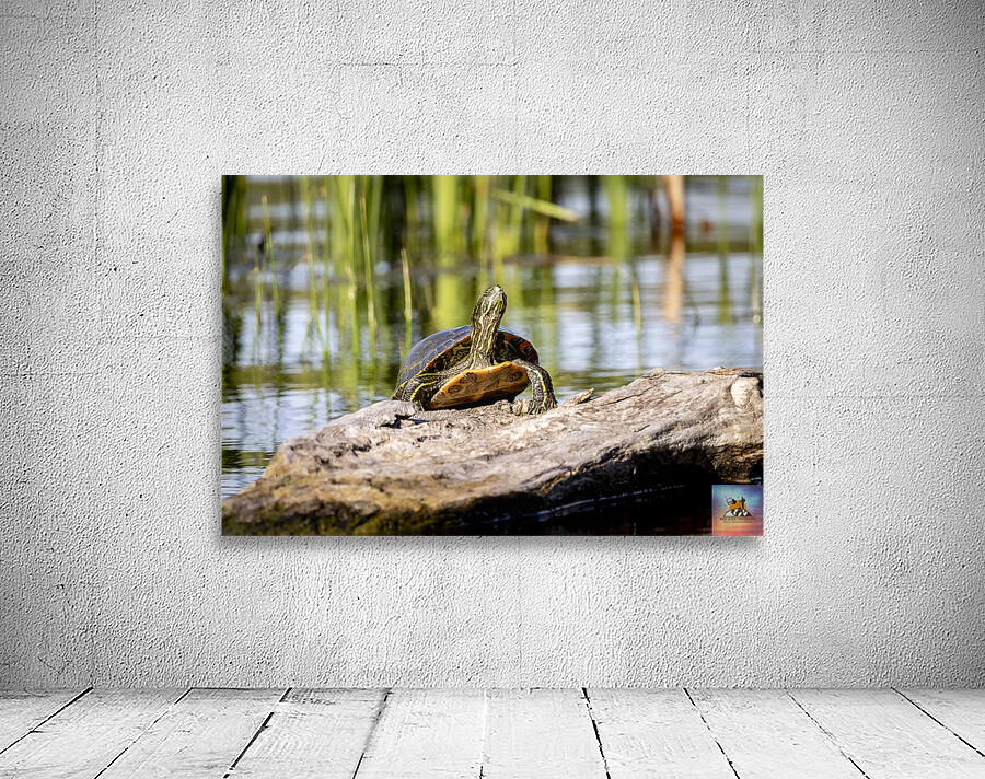 Painted Turtle Wall Preview