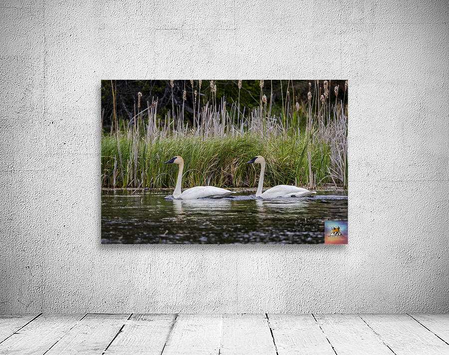 Trumpeter Swans Wall Preview