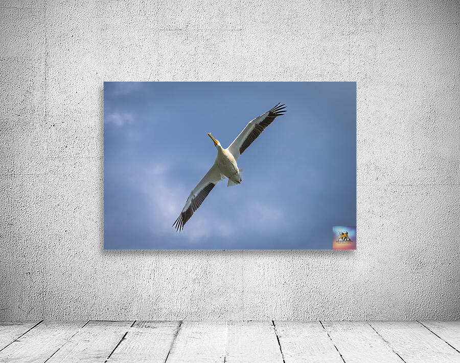 Pelican in Flight Wall Preview
