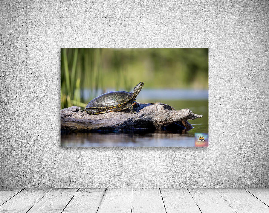 Painted Turtle Wall Preview