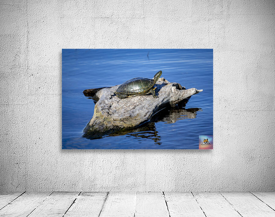 Painted Turtle Wall Preview