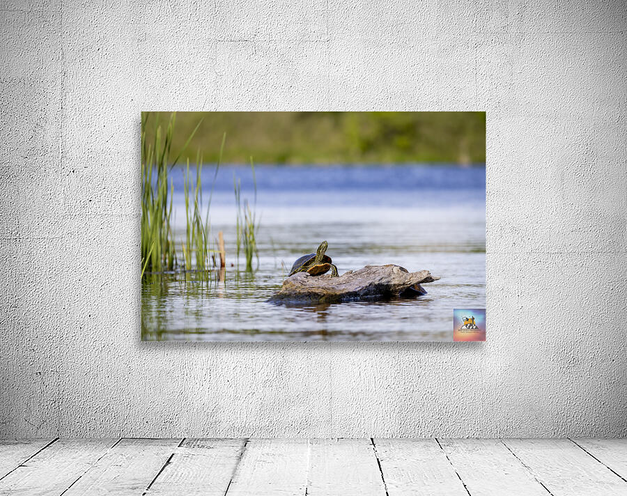 Painted Turtle Wall Preview