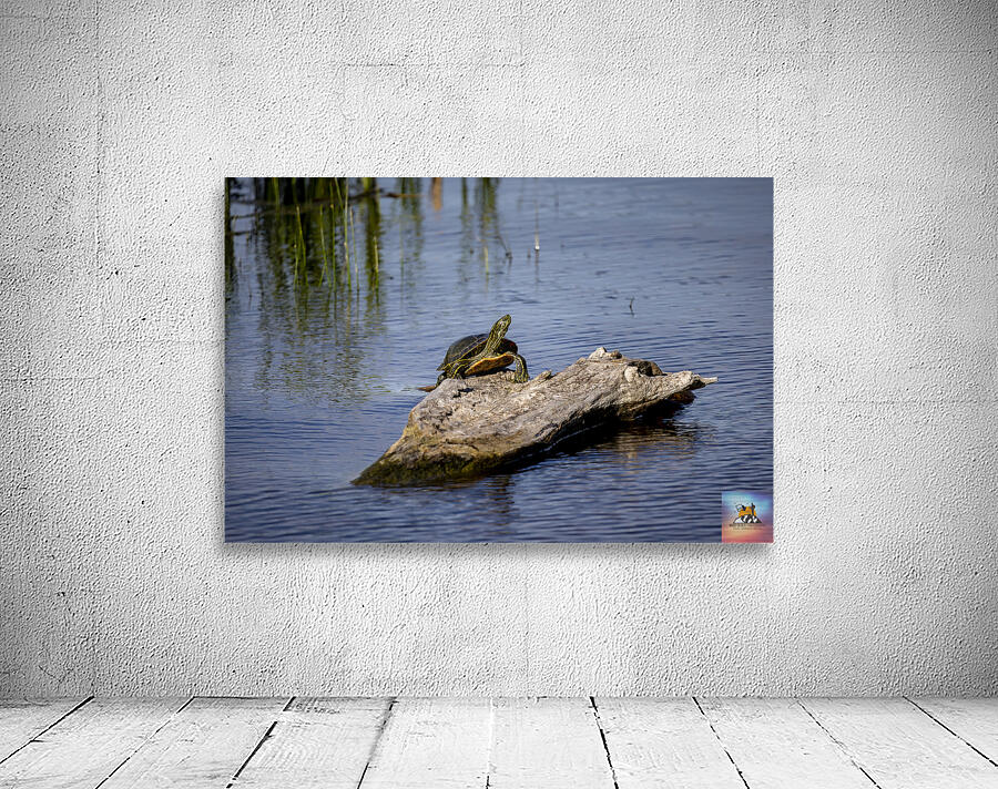 Painted Turtle Wall Preview