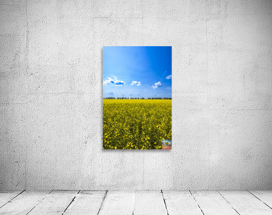 Canola Field Wall Preview