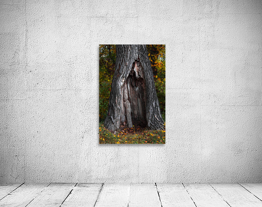 Tree Shelter Wall Preview