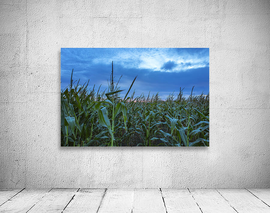 Cornfield at Sunset Wall Preview