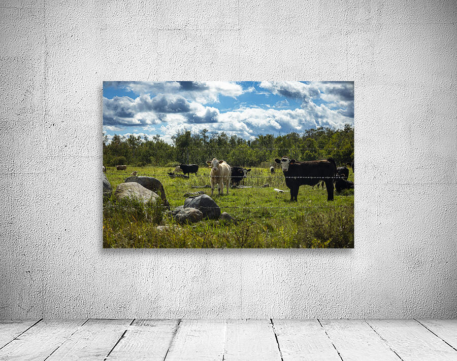 Cattle in Pasture Wall Preview