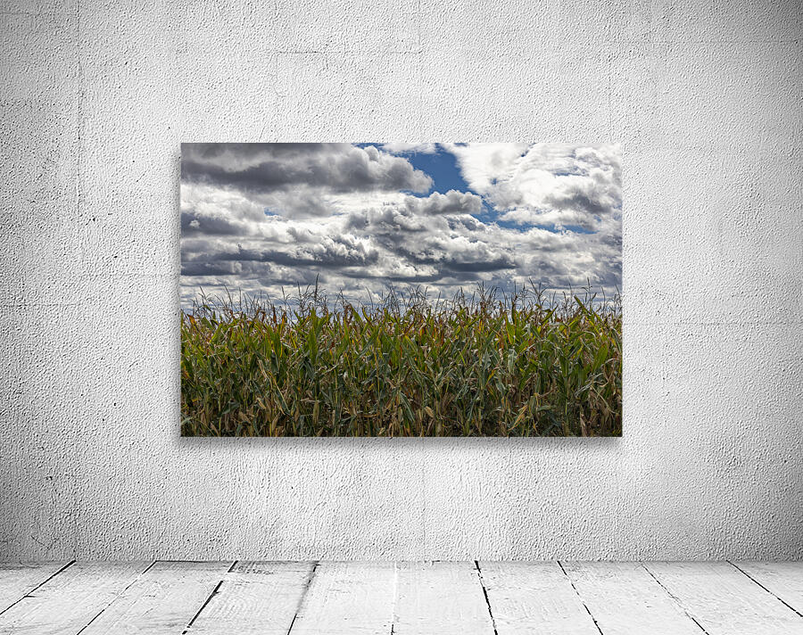Cornfield Under a Cloudy Day Wall Preview