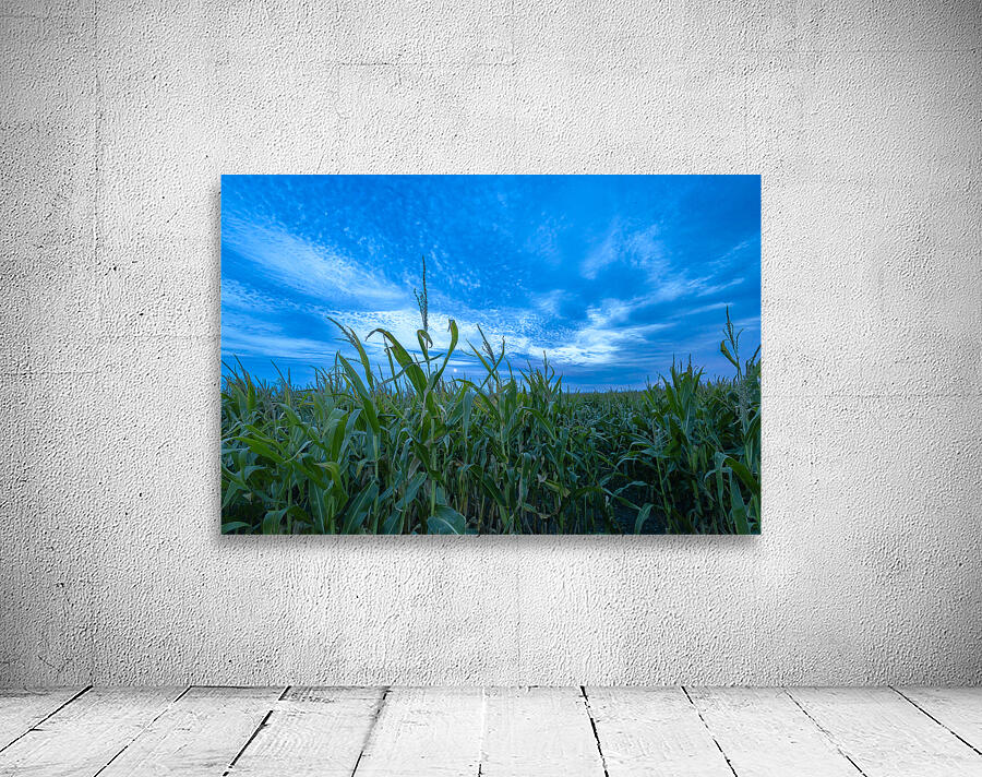 Cornfield at Sunset Wall Preview