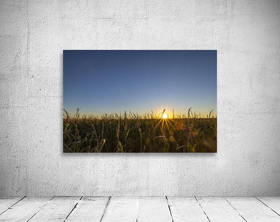 Sunset in the Cornfield Wall Preview