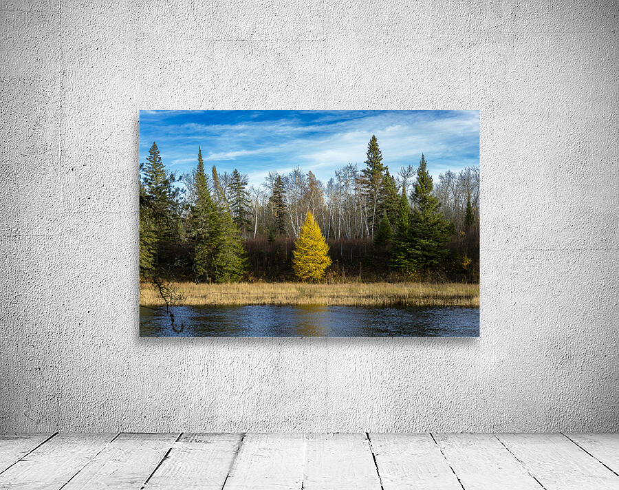 Lone Tamarack Tree Wall Preview