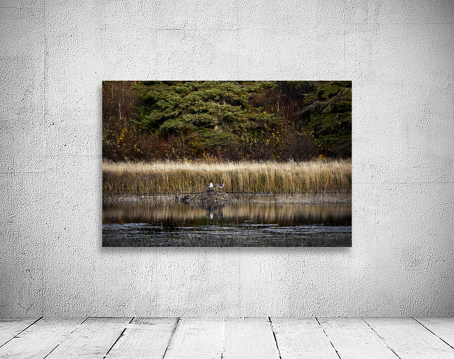 Geese Atop Beaver Hut Wall Preview