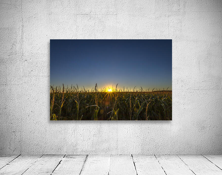 Sunset in the Cornfield Wall Preview