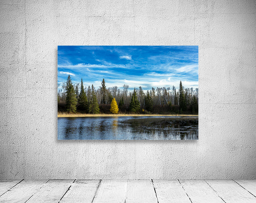 Lone Tamarack Tree Reflection Wall Preview