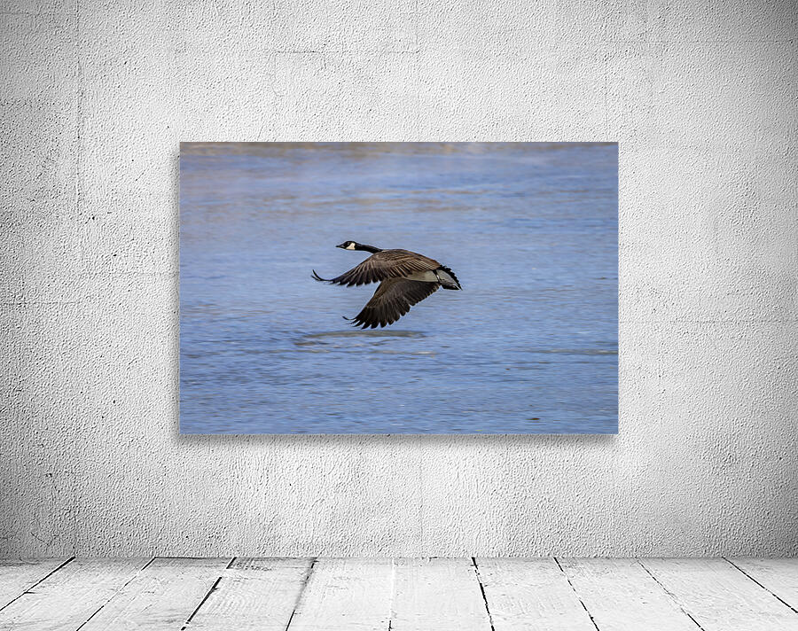 Goose in Flight Wall Preview