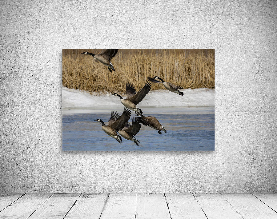 Geese in Flight Wall Preview