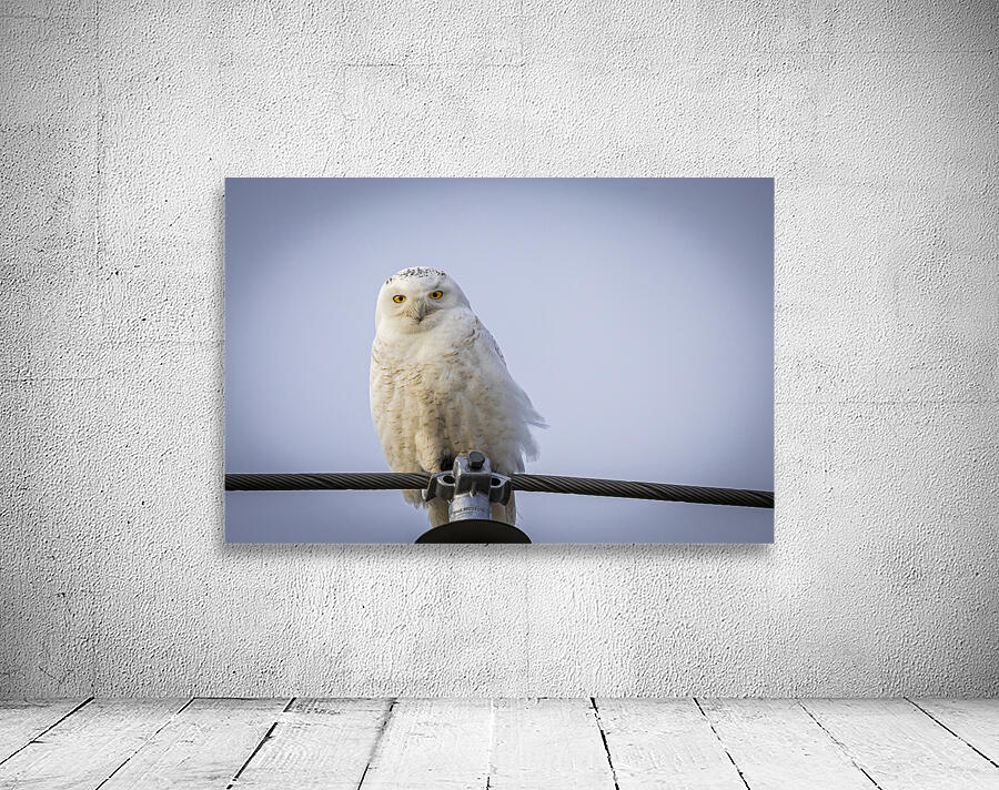 Snowy Owl Wall Preview