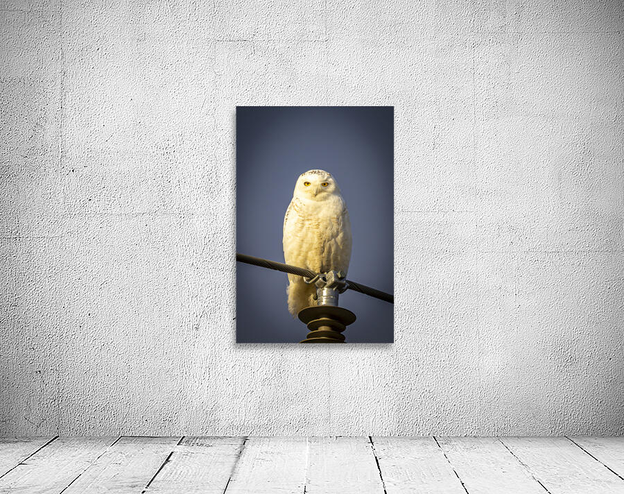 Snowy Owl in the Sun Wall Preview