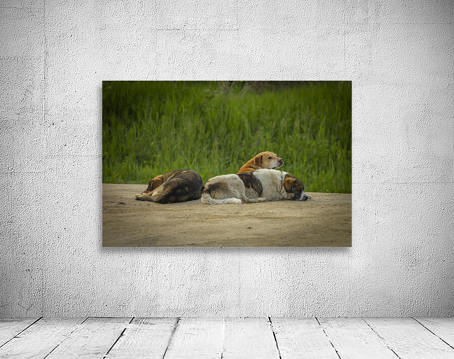 Rez Dogs Wall Preview