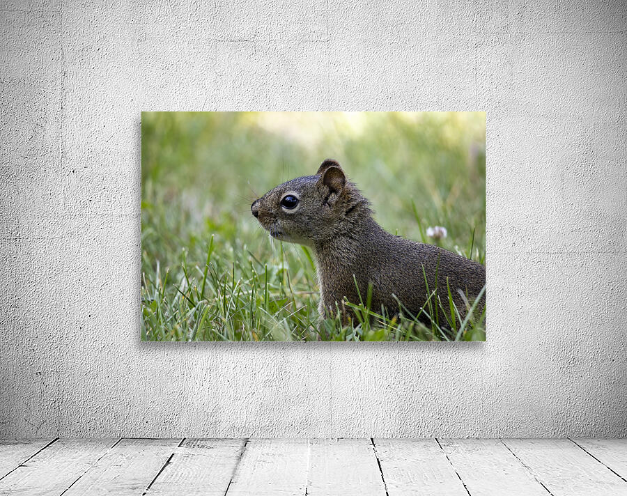 Squirrel Wall Preview