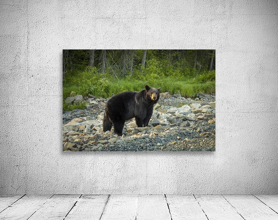 Mama Bear Wall Preview