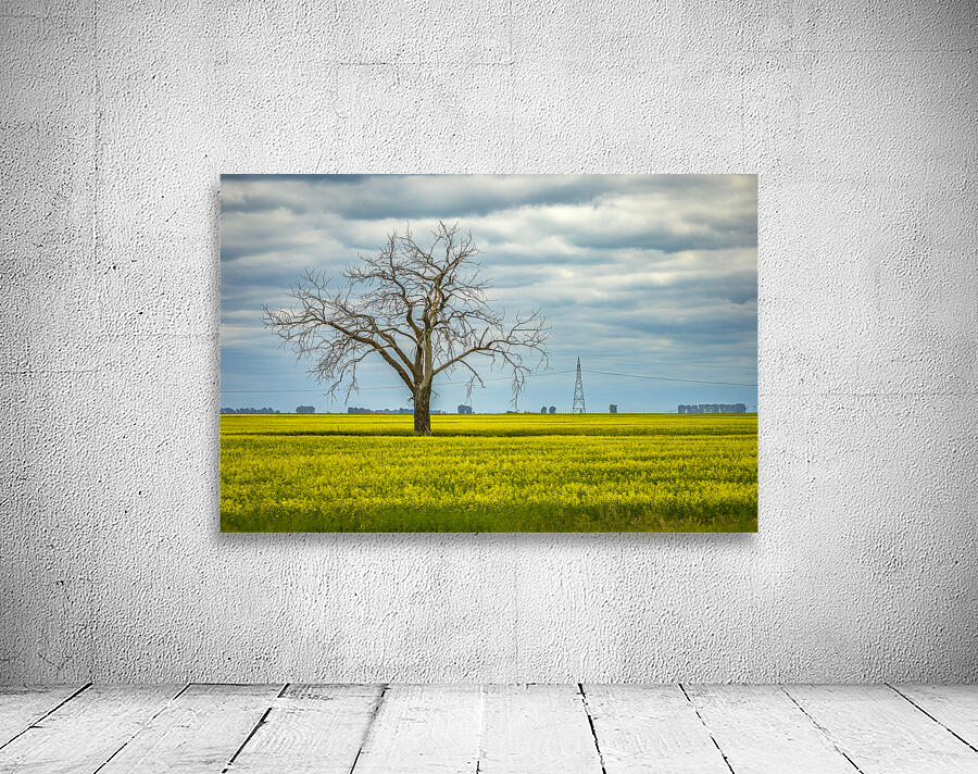 Solitude in Yellow Wall Preview