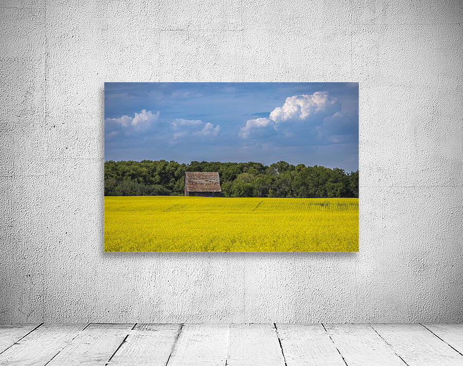 Old Barn and Canola Field Wall Preview