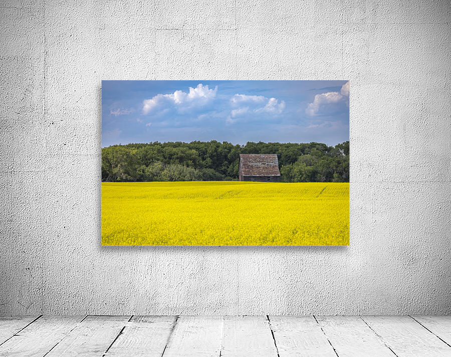 Old Barn and Canola Field Wall Preview