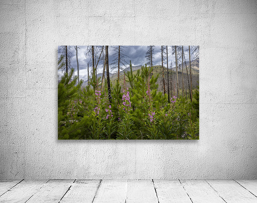 New Life Wall Preview