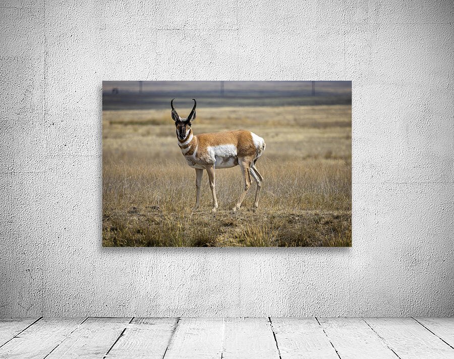 Pronghorn Antelope Wall Preview