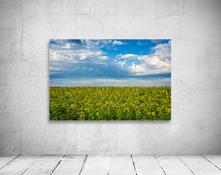 Sunflowers on a Cloudy Day Wall Preview