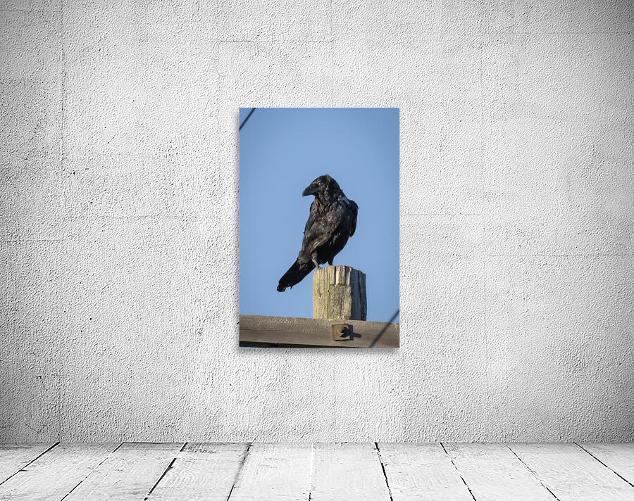 Raven on a Post Wall Preview