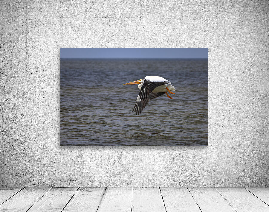 Pelican in Flight Wall Preview