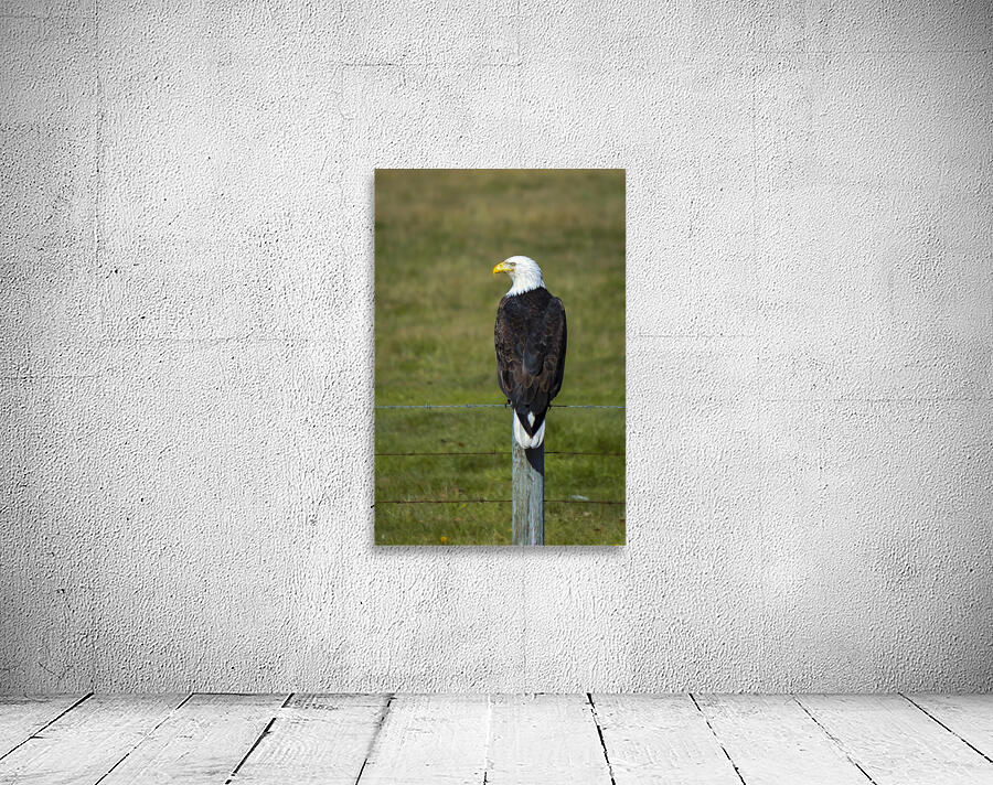 Eagle on a Fence Wall Preview