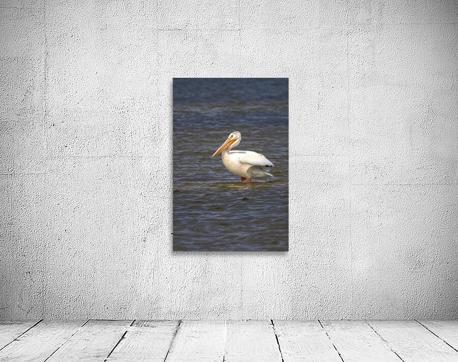 Pelican Contemplation Wall Preview
