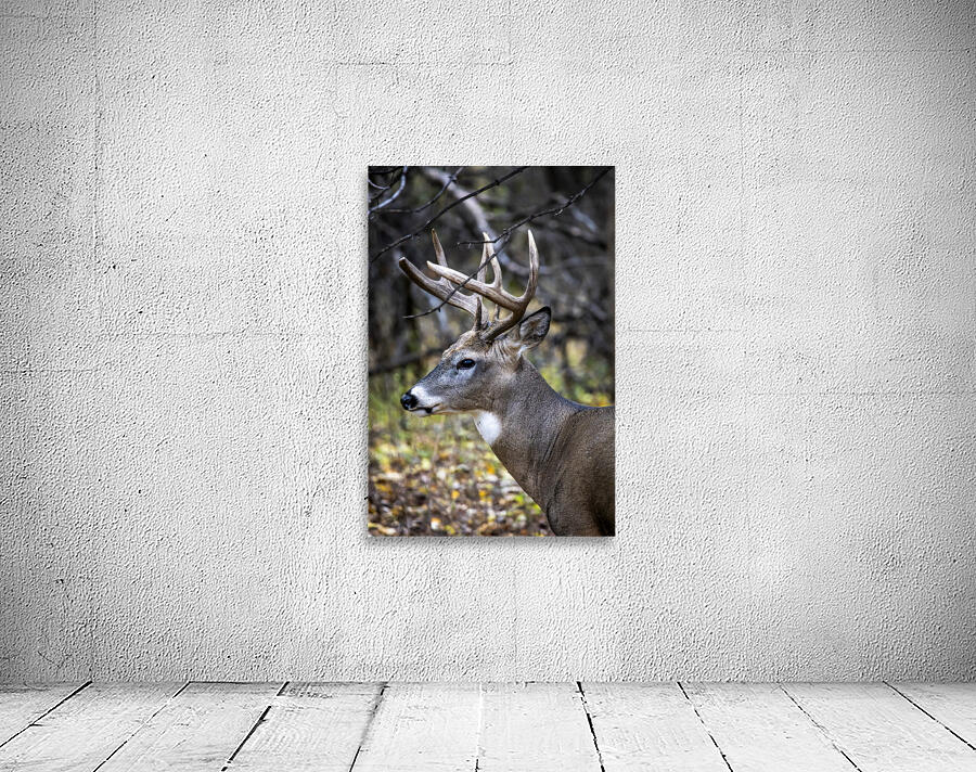 Antlers and Autumn: A Portrait of Natures Beauty Wall Preview