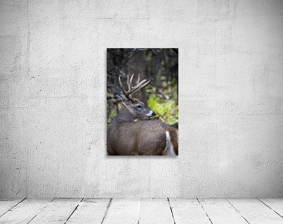 Antlers and Autumn: A Portrait of Natures Beauty Wall Preview