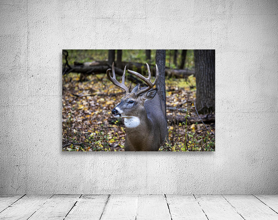 Antlers and Autumn: A Portrait of Natures Beauty Wall Preview