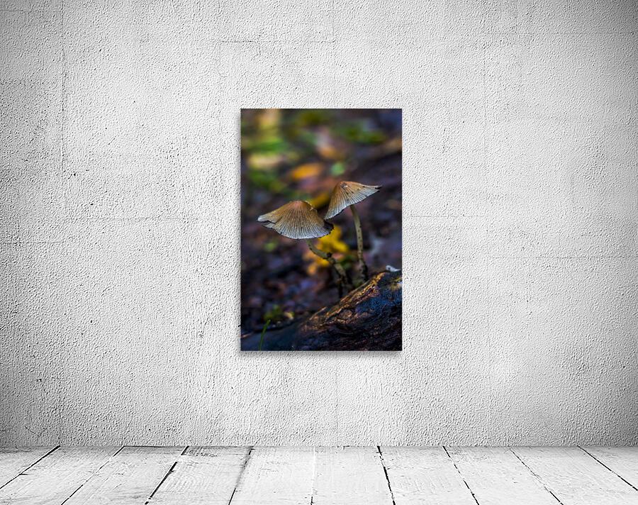 Witchy Mushrooms Wall Preview